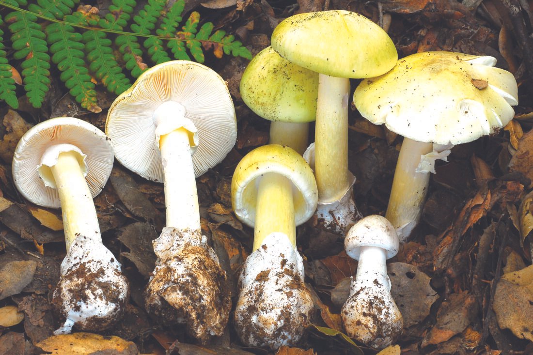 Deadly death cap mushrooms are spreading in California after heavy rains, leaving four people dead